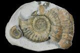 Fossil (Androgynoceras) Ammonite with Bite Mark - England #171246-1